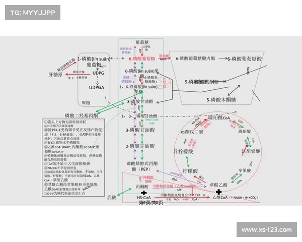 全面解析顺利进入朱雀天境的实用步骤与通关关键指南 全面解析顺利进入朱雀天境的实用步骤与通关关键指南